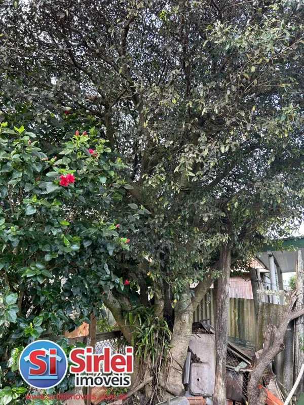 Balneário Pinhal